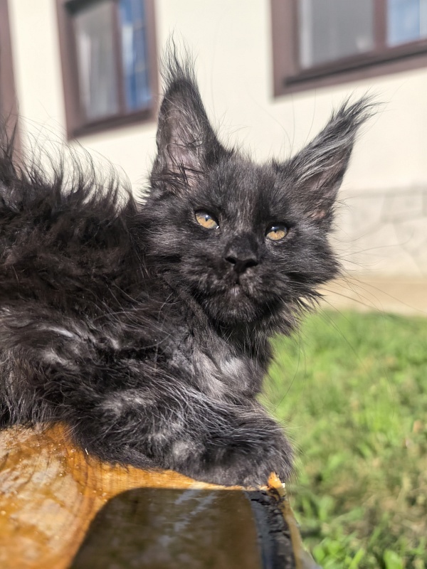 Rapira Akbars - Kitten maine-coon 2 months
