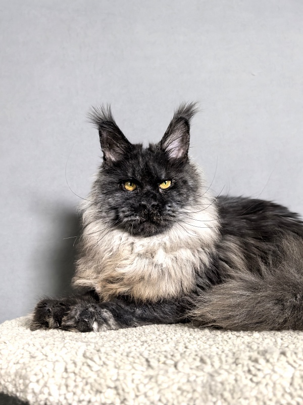 Rapira Akbars - Adult maine-coon 1 year