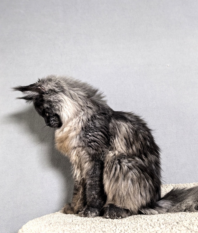 Rapira Akbars - Adult maine-coon 1 year