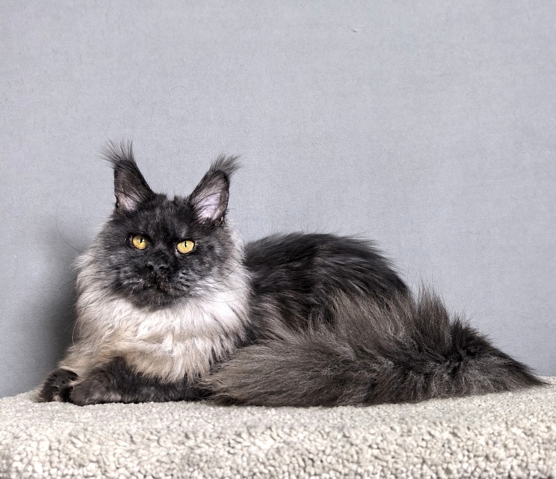 Rapira Akbars - Adult maine-coon 1 year
