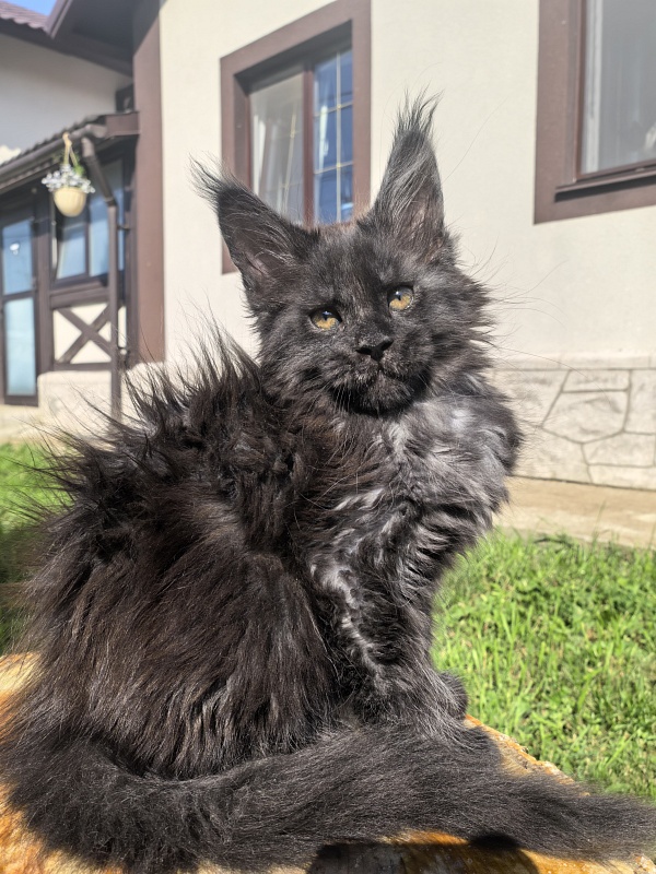 Rapira Akbars - Kitten maine-coon 2 months