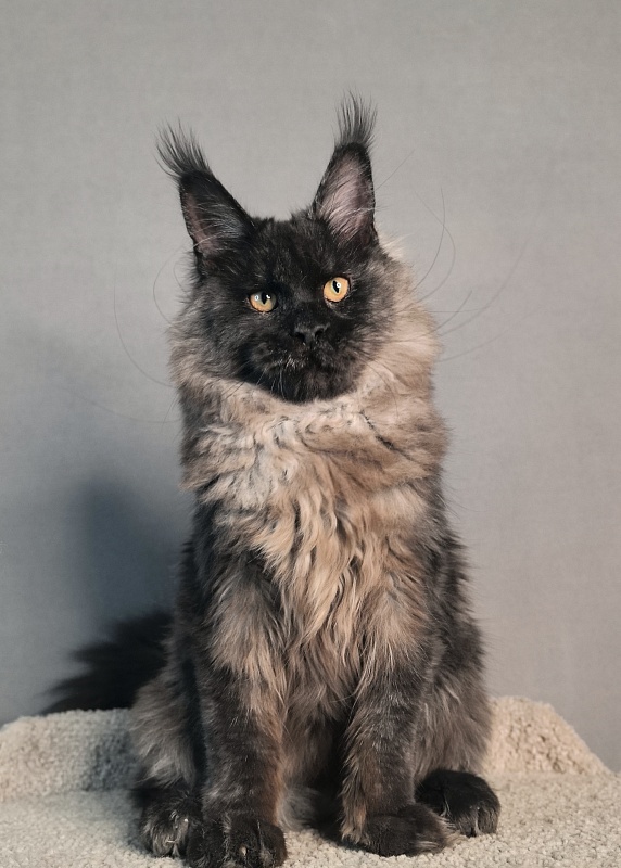 Rapira Akbars - Kitten maine-coon 4 months