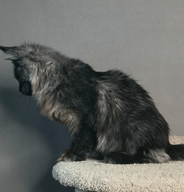 Rapira Akbars - Kitten maine-coon 4 months