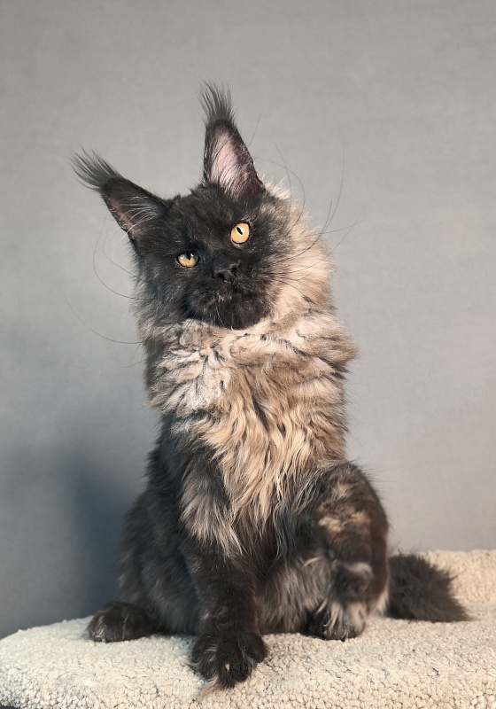 Rapira Akbars - Kitten maine-coon 4 months