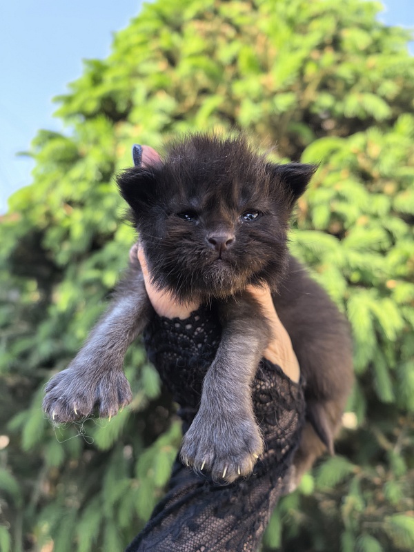 Kioki Akbars (polydactyl) - Kitten maine-coon 1.5 week