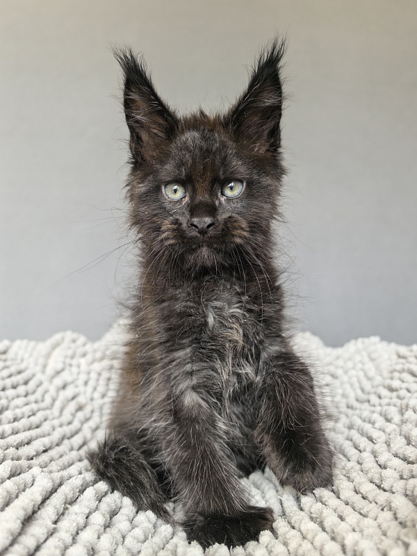 Kioki Akbars (polydactyl) - Kitten maine-coon 1 month 4 weeks