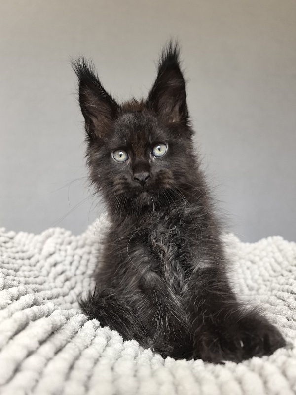 Kioki Akbars (polydactyl) - Kitten maine-coon 1 month 4 weeks