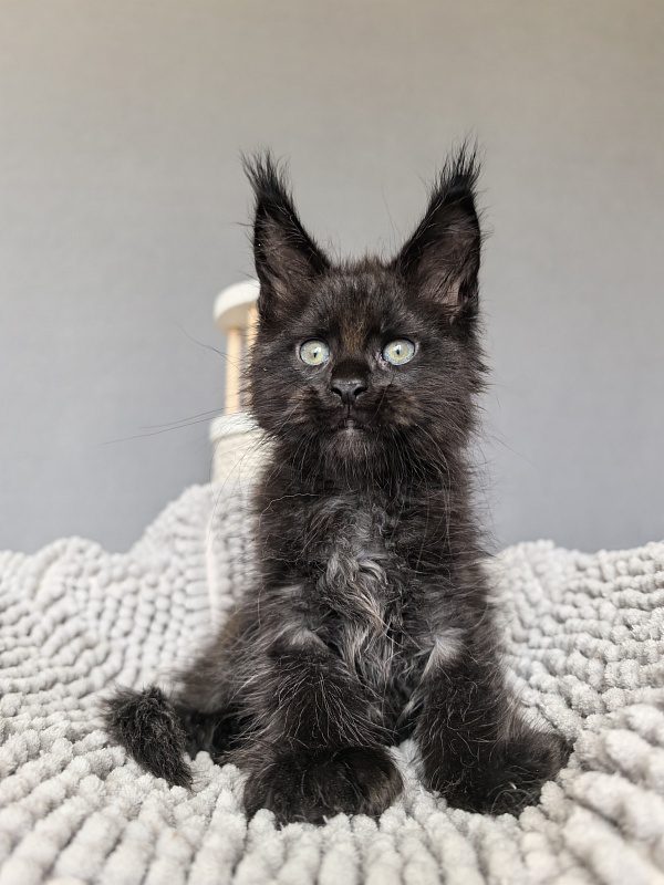 Kioki Akbars (polydactyl) - Kitten maine-coon 1 month 4 weeks