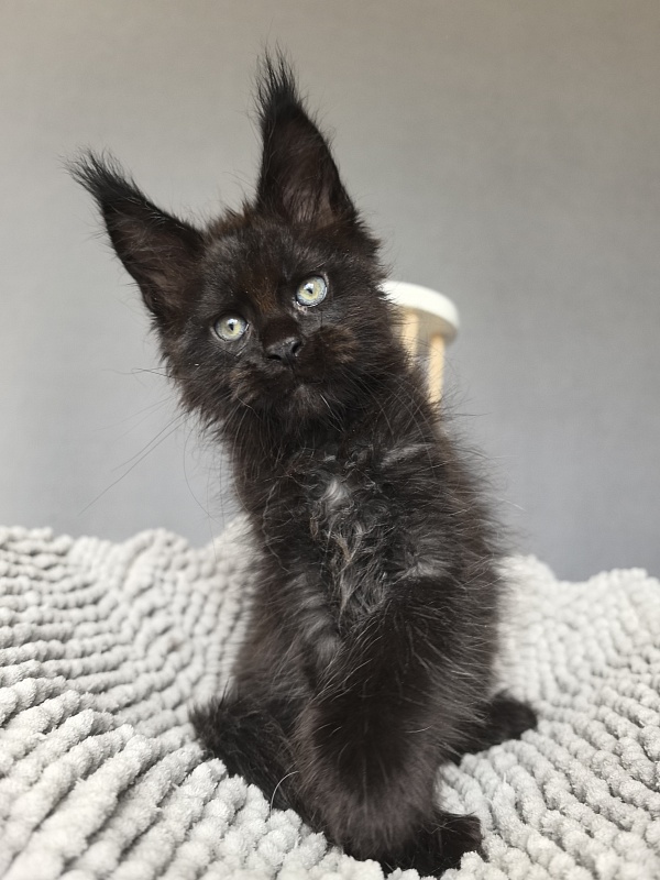 Kioki Akbars (polydactyl) - Kitten maine-coon 1 month 4 weeks
