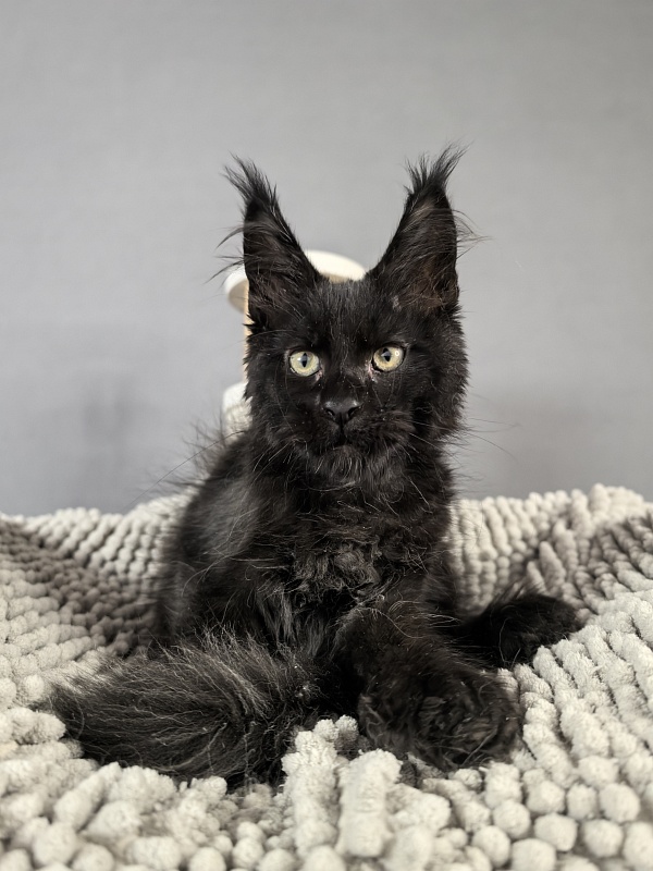 Kioki Akbars (polydactyl) - Kitten maine-coon 2 months 3.5 weeks