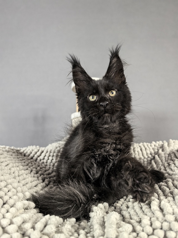 Kioki Akbars (polydactyl) - Kitten maine-coon 2 months 3.5 weeks