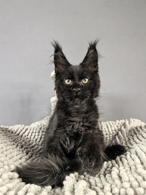 Kioki Akbars (polydactyl) - Kitten maine-coon 2 months 3.5 weeks