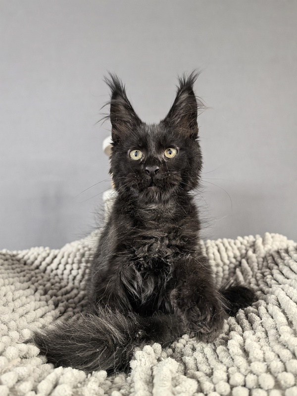 Kioki Akbars (polydactyl) - Kitten maine-coon 2 months 3.5 weeks