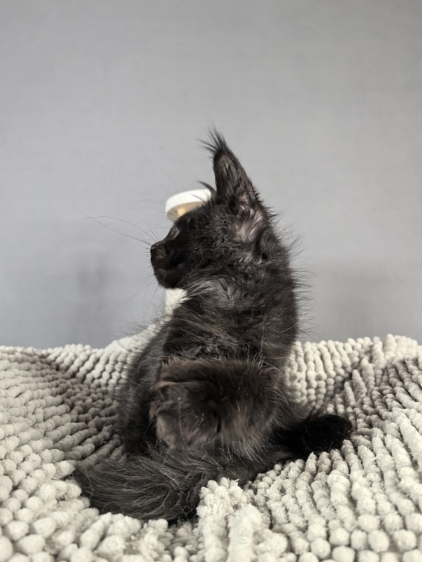 Kioki Akbars (polydactyl) - Kitten maine-coon 2 months 3.5 weeks