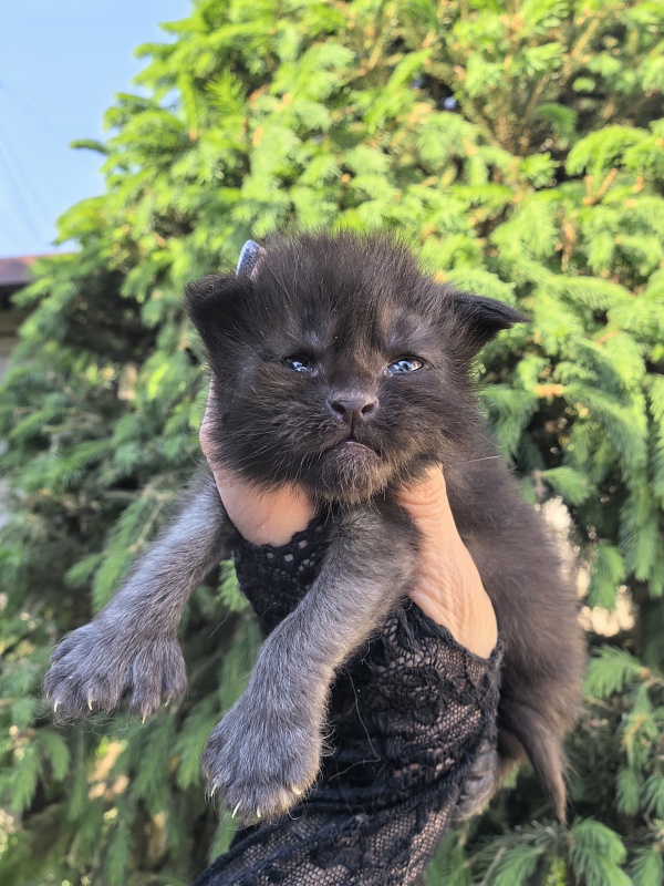 Kioki Akbars (polydactyl) - Kitten maine-coon 1.5 week