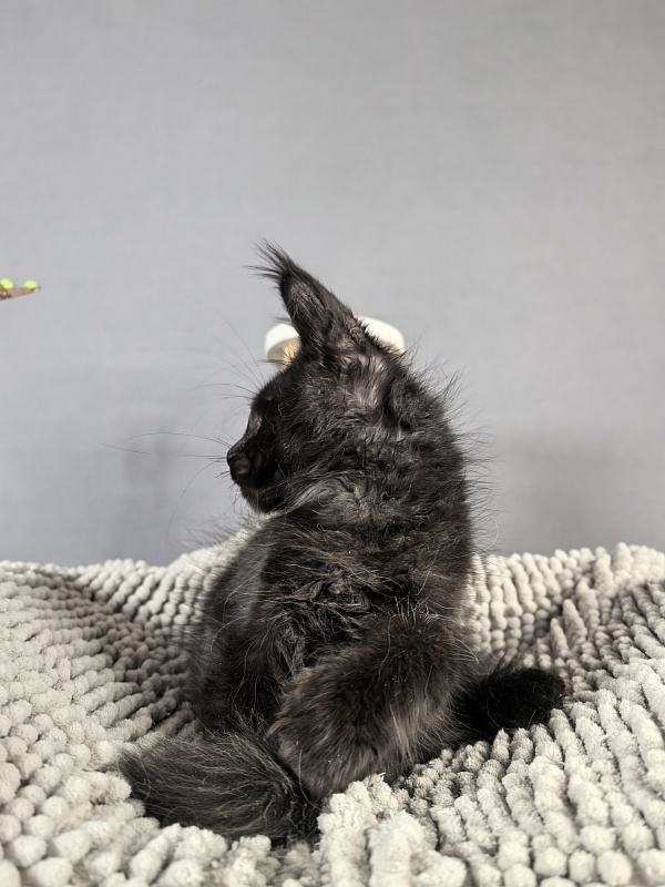 Kioki Akbars (polydactyl) - Kitten maine-coon 2 months 3.5 weeks