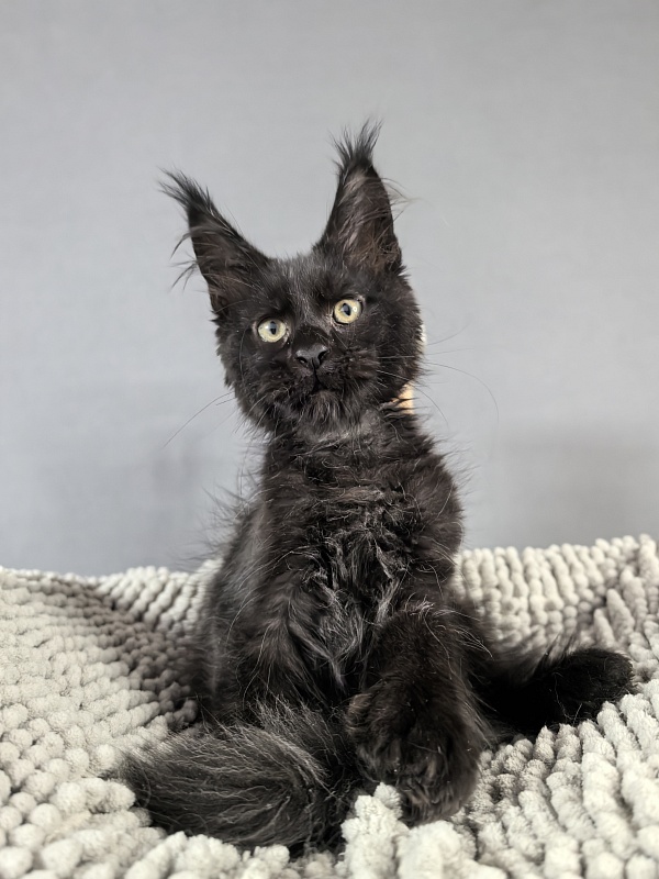Kioki Akbars (polydactyl) - Kitten maine-coon 2 months 3.5 weeks