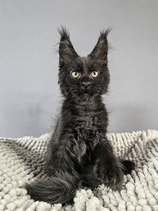 Kioki Akbars (polydactyl) - Kitten maine-coon 2 months 3.5 weeks