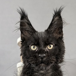 Kioki Akbars (polydactyl)
