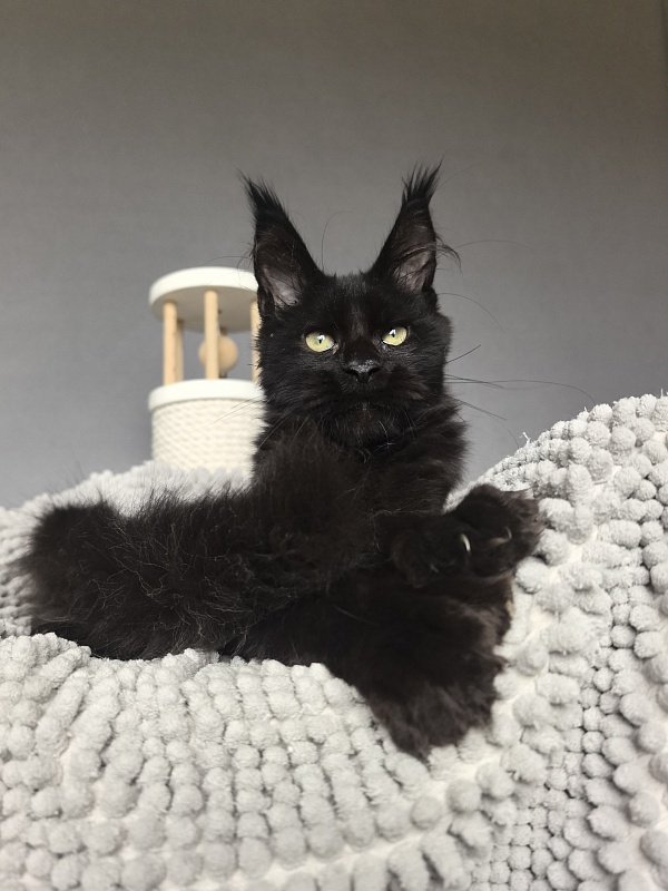 Kioki Akbars (polydactyl) - Kitten maine-coon 3 months 3.5 weeks