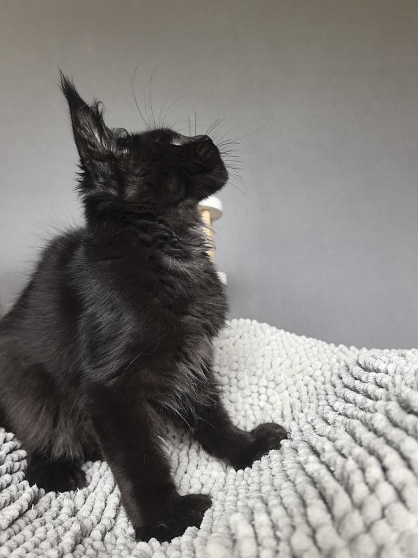 Kioki Akbars (polydactyl) - Kitten maine-coon 3 months 3.5 weeks