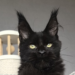 Kioki Akbars (polydactyl)
