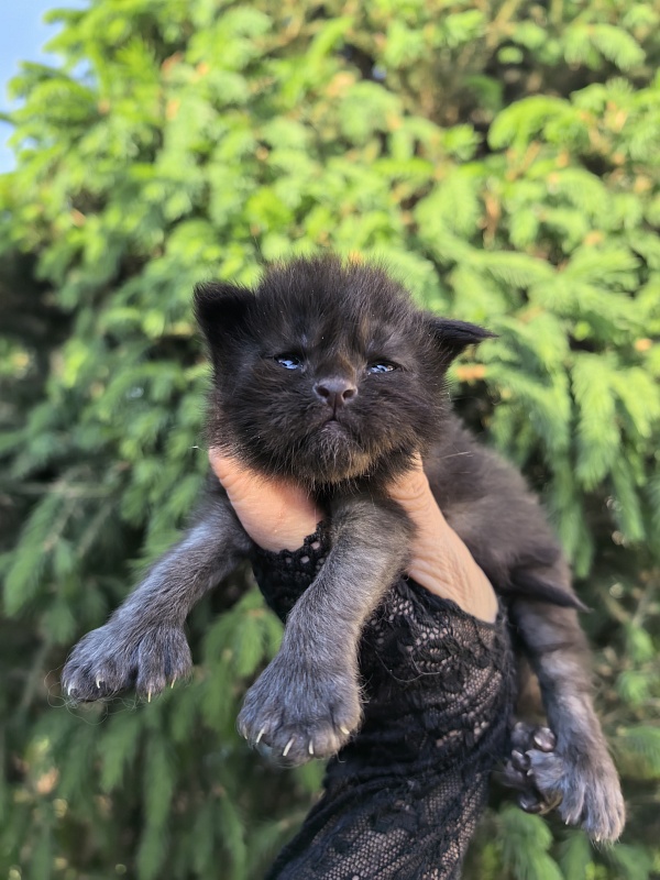 Kioki Akbars (polydactyl) - Kitten maine-coon 1.5 week