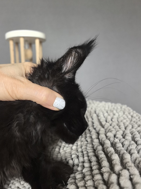 Kioki Akbars (polydactyl) - Kitten maine-coon 3 months 3.5 weeks