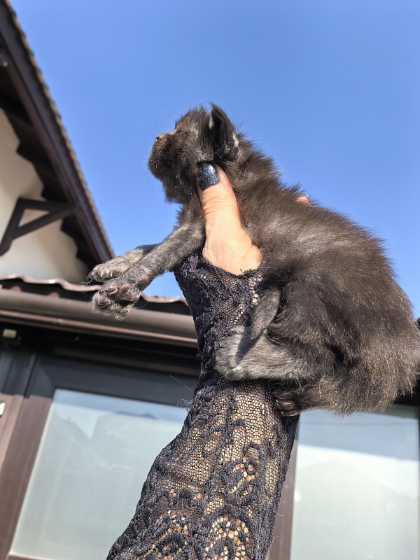 Kioki Akbars (polydactyl) - Kitten maine-coon 1.5 week