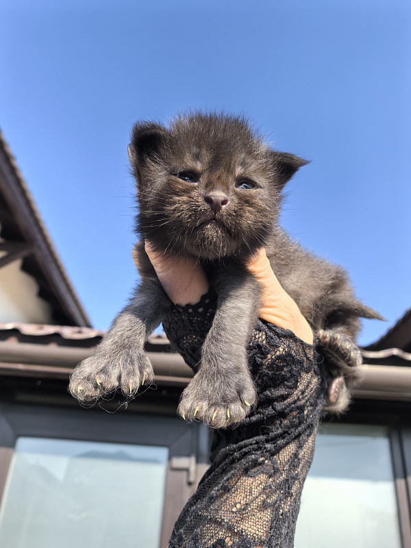 Kioki Akbars (polydactyl) - Kitten maine-coon 1.5 week