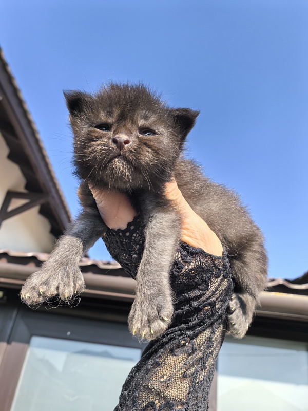 Kioki Akbars (polydactyl) - Kitten maine-coon 1.5 week