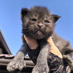 Kioki Akbars (polydactyl)