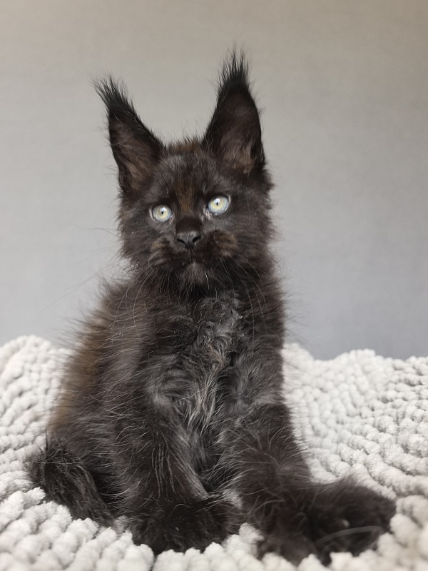 Kioki Akbars (polydactyl) - Kitten maine-coon 1 month 4 weeks