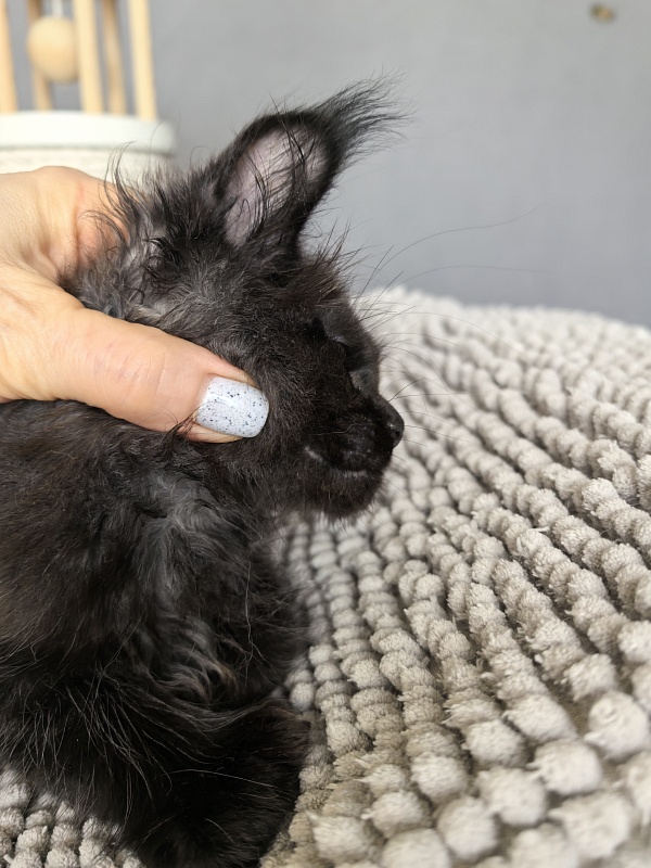 Kioki Akbars (polydactyl) - Kitten maine-coon 1 month 4 weeks