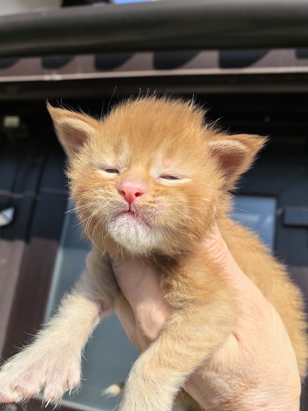 Kriss Jo  Akbars  (polydactyl) - Kitten maine-coon 1.5 week