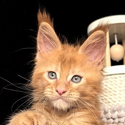 Kriss Jo  Akbars  (polydactyl)