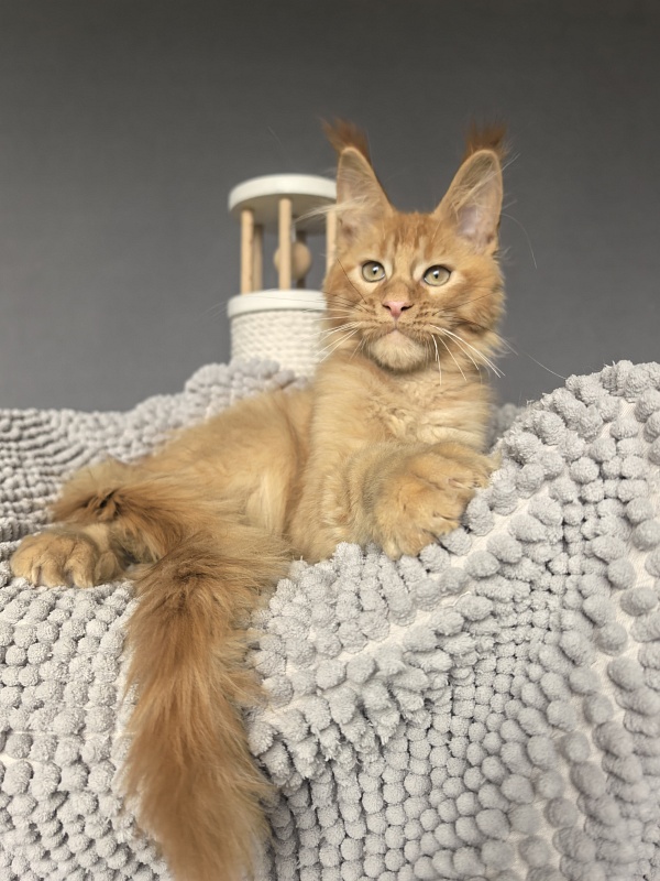 Kriss Jo  Akbars  (polydactyl) - Kitten maine-coon 3 months 3.5 weeks