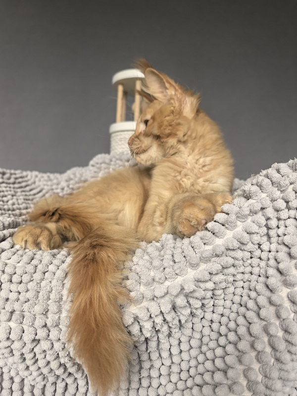 Kriss Jo  Akbars  (polydactyl) - Kitten maine-coon 3 months 3.5 weeks