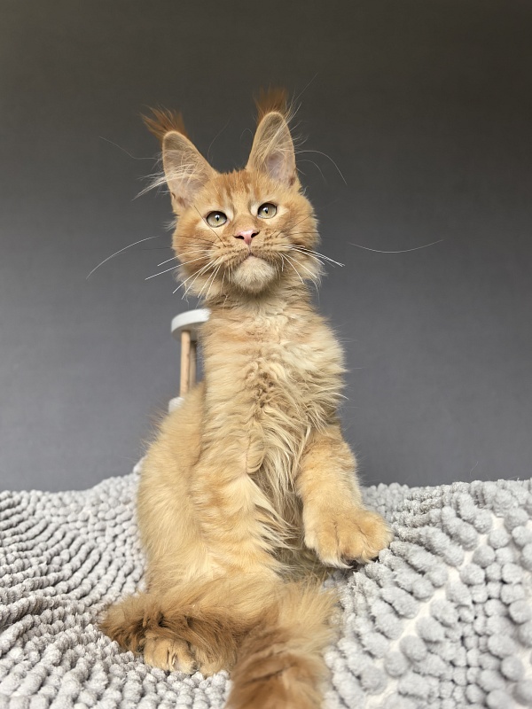 Kriss Jo  Akbars  (polydactyl) - Kitten maine-coon 3 months 3.5 weeks