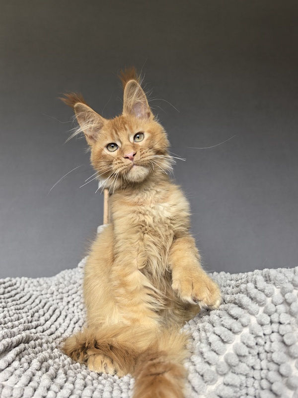 Kriss Jo  Akbars  (polydactyl) - Kitten maine-coon 3 months 3.5 weeks