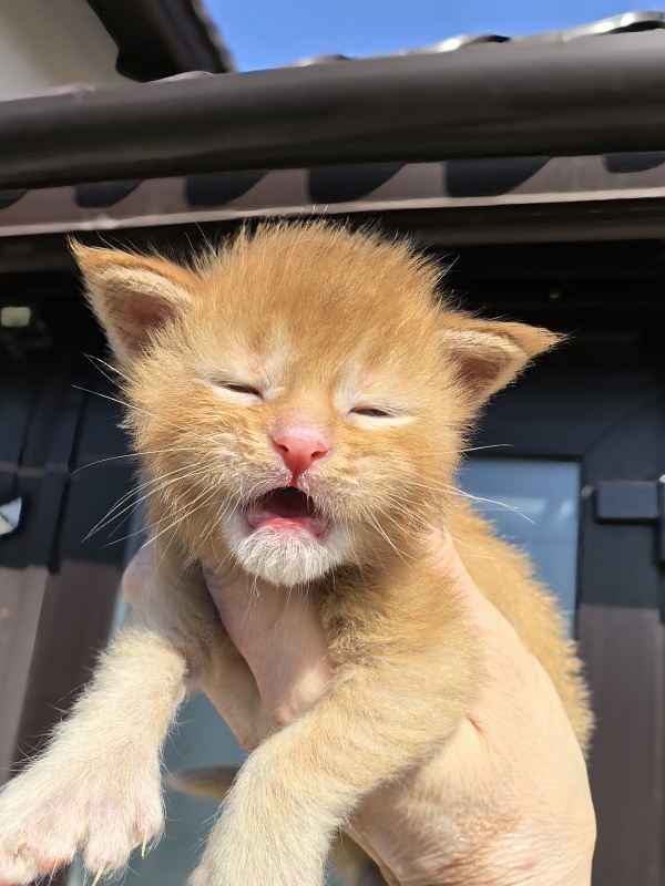 Kriss Jo  Akbars  (polydactyl) - Kitten maine-coon 1.5 week