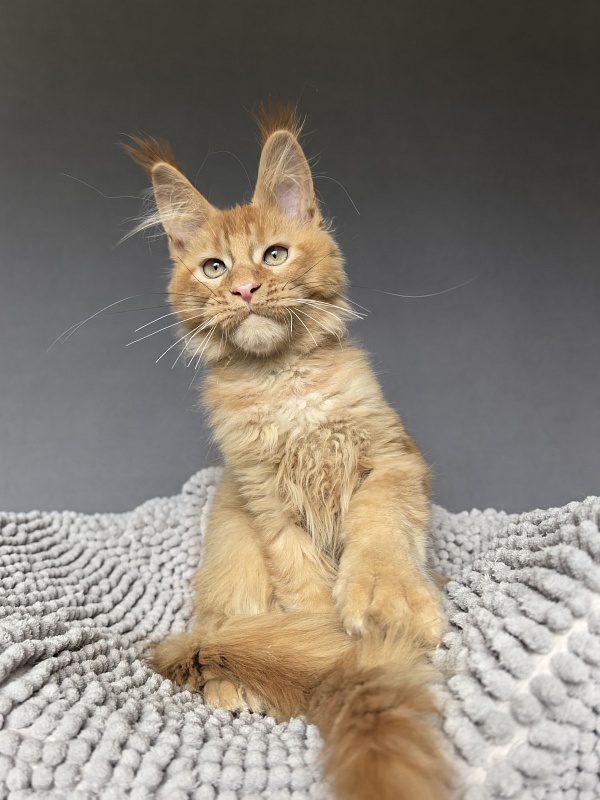 Kriss Jo  Akbars  (polydactyl) - Kitten maine-coon 3 months 3.5 weeks