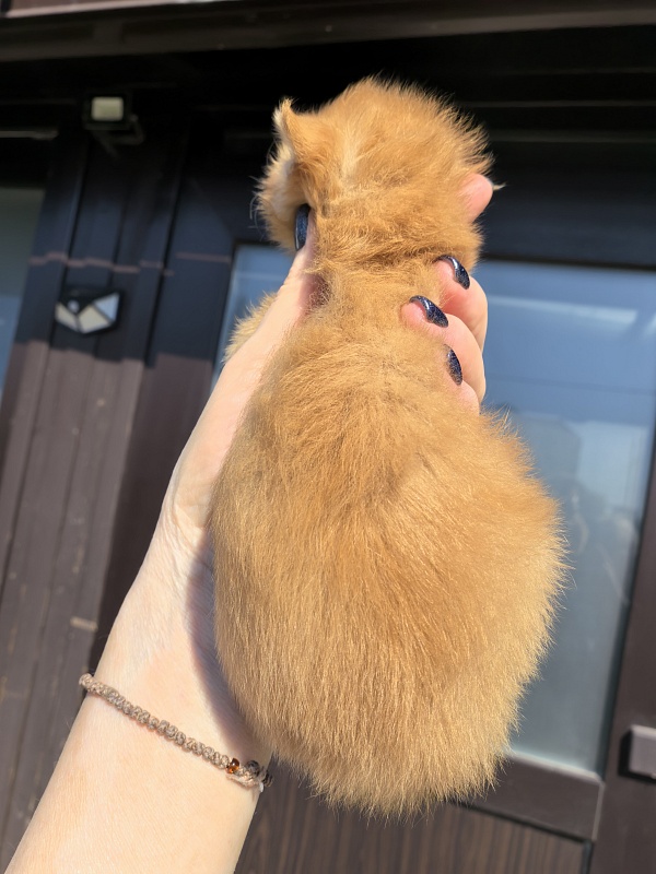 Kriss Jo  Akbars  (polydactyl) - Kitten maine-coon 1.5 week