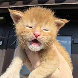 Kriss Jo  Akbars  (polydactyl)