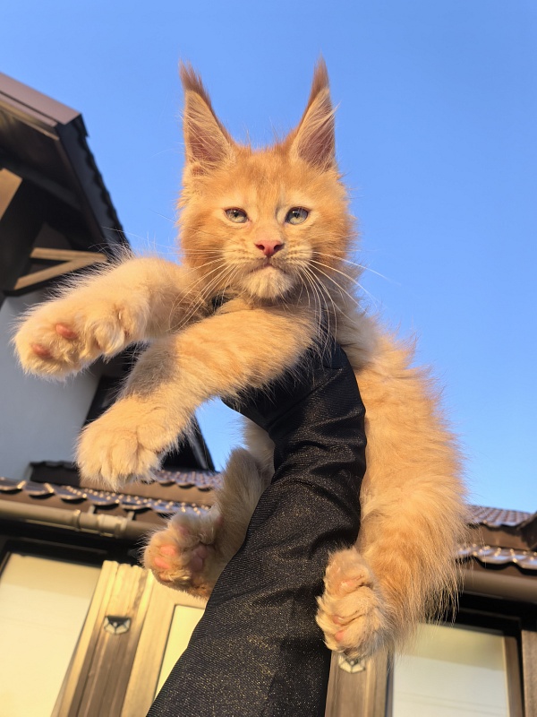 Kriss Jo  Akbars  (polydactyl) - Kitten maine-coon 1 month 3 weeks