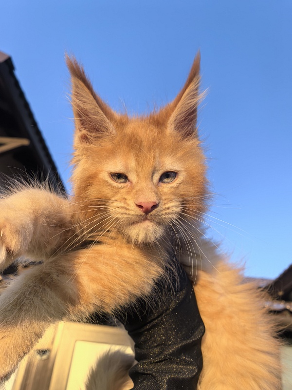 Kriss Jo  Akbars  (polydactyl) - Kitten maine-coon 1 month 3 weeks