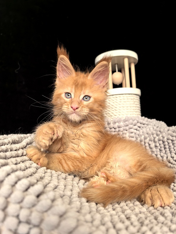 Kriss Jo  Akbars  (polydactyl) - Kitten maine-coon 1 month 3 weeks