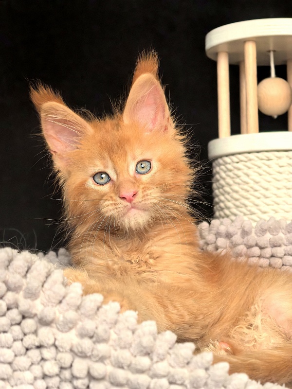 Kriss Jo  Akbars  (polydactyl) - Kitten maine-coon 1 month 3 weeks
