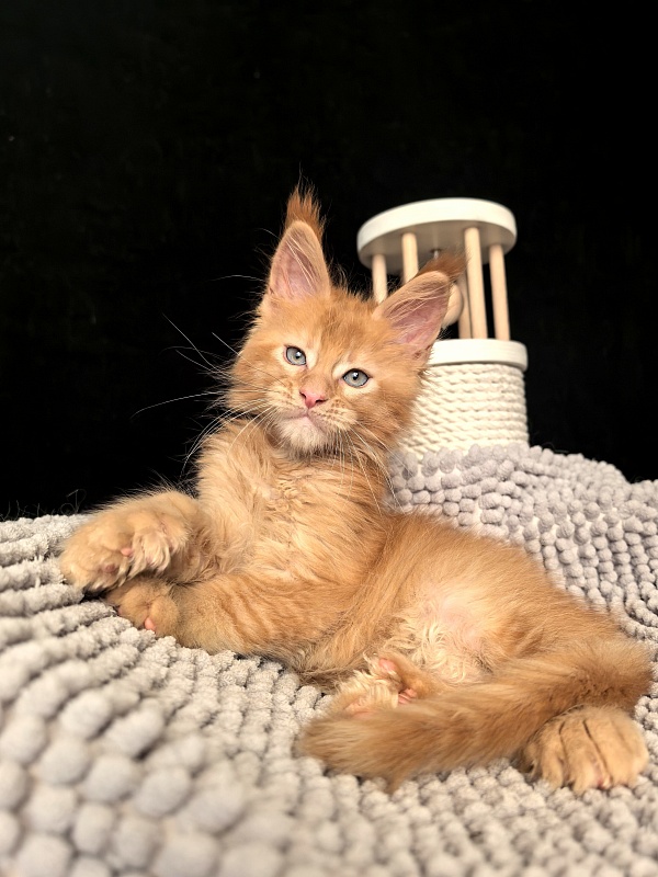 Kriss Jo  Akbars  (polydactyl) - Kitten maine-coon 1 month 3 weeks