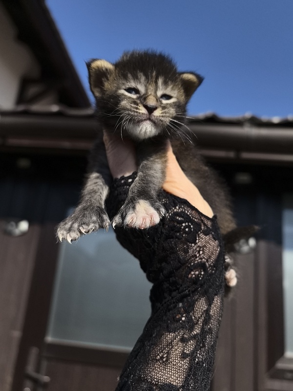 Katarisha Akbars  (polydactyl) - Kitten maine-coon 1.5 week